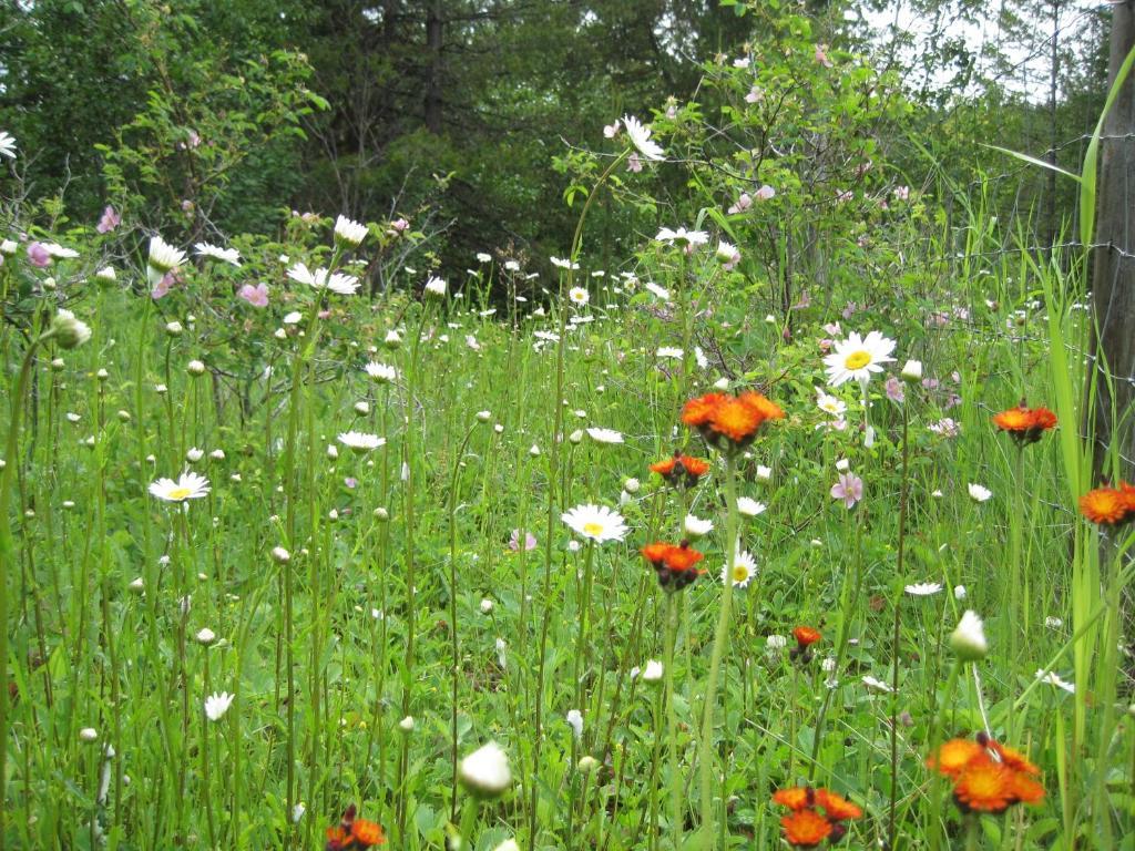 Wild Nature B&B Келоуна Екстер'єр фото