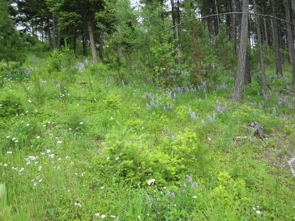 Wild Nature B&B Келоуна Екстер'єр фото