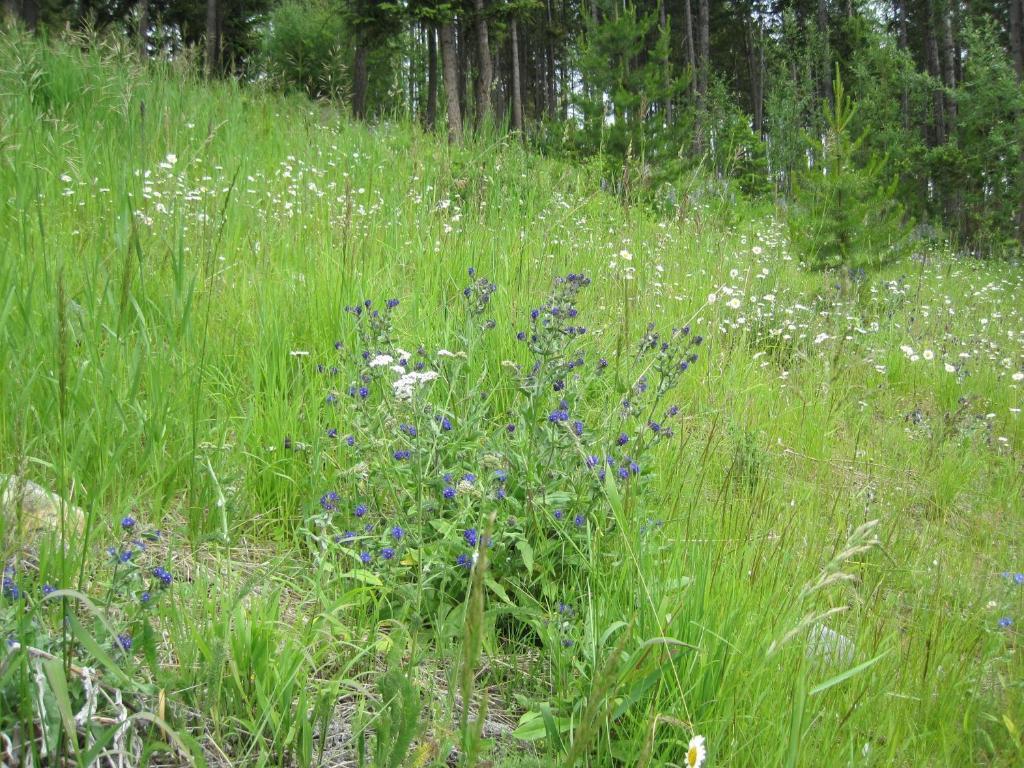 Wild Nature B&B Келоуна Екстер'єр фото